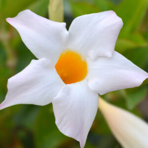 Alternative view of White Mandevilla Plant - 2 to 5 Inc Long