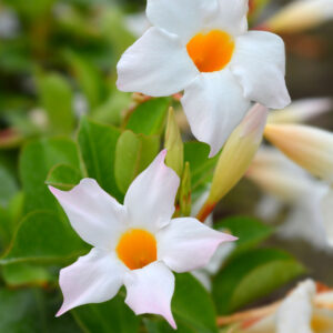White Mandevilla Plant - 2 to 5 Inc Long