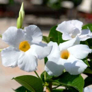Alternative view of White Mandevilla Plant Live - 2 to 5 Inc Tall