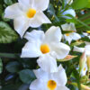 White Mandevilla Plant Live - 2 to 5 Inc Tall