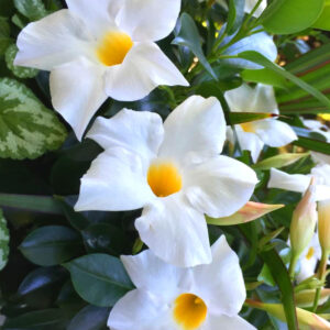 White Mandevilla Plant Live - 2 to 5 Inc Tall