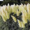 4 White Pampas Grass Plugs - 4 to 6 Inc Tall
