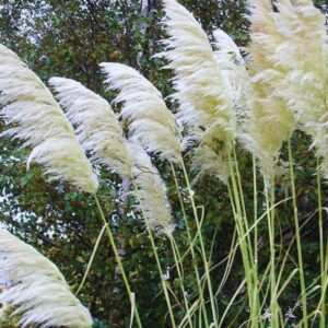 Alternative view of White Pampas Grass Plants Live - 4 Plugs, 4 to 6 Inc Tall