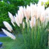 White Pampas Grass Plants Live - 4 Plugs, 4 to 6 Inc Tall