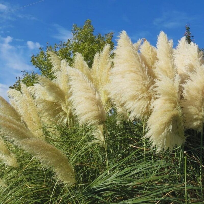 3 White Pampas Grass Plants Live - 4 to 6 Inc Tall - Image 5