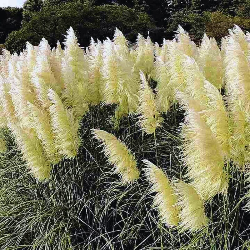 White Pampas Grass Plants Live - 3 Plugs, 4 to 6 Inc Tall - Image 6