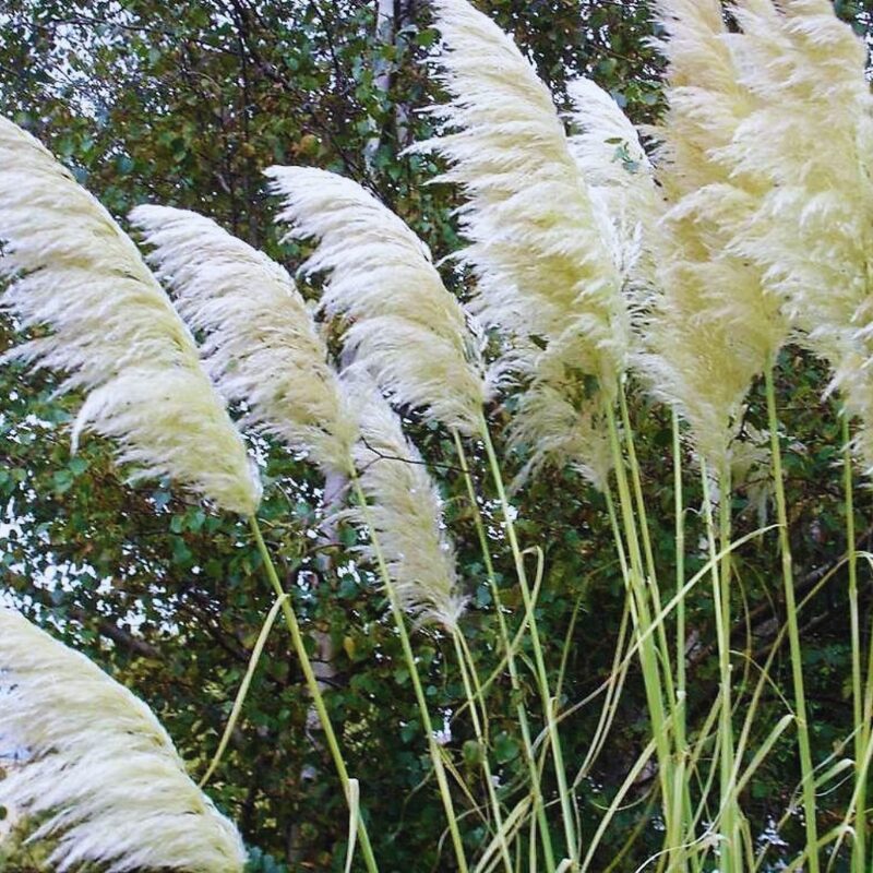 White Pampas Grass Plants Live - 3 Plugs, 4 to 6 Inc Tall - Image 5