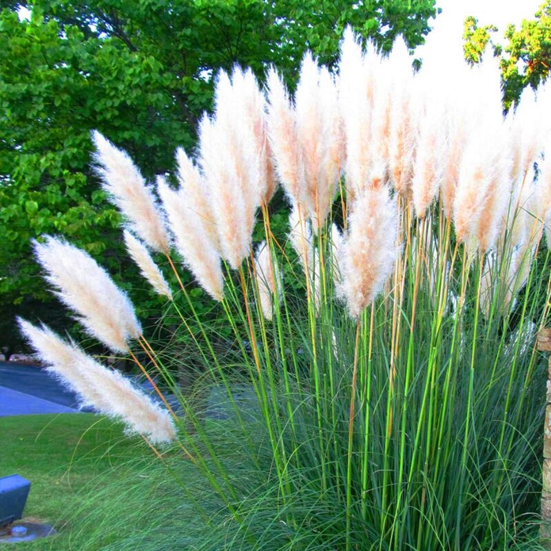White Pampas Grass Plants Live - 3 Plugs, 4 to 6 Inc Tall - Image 4