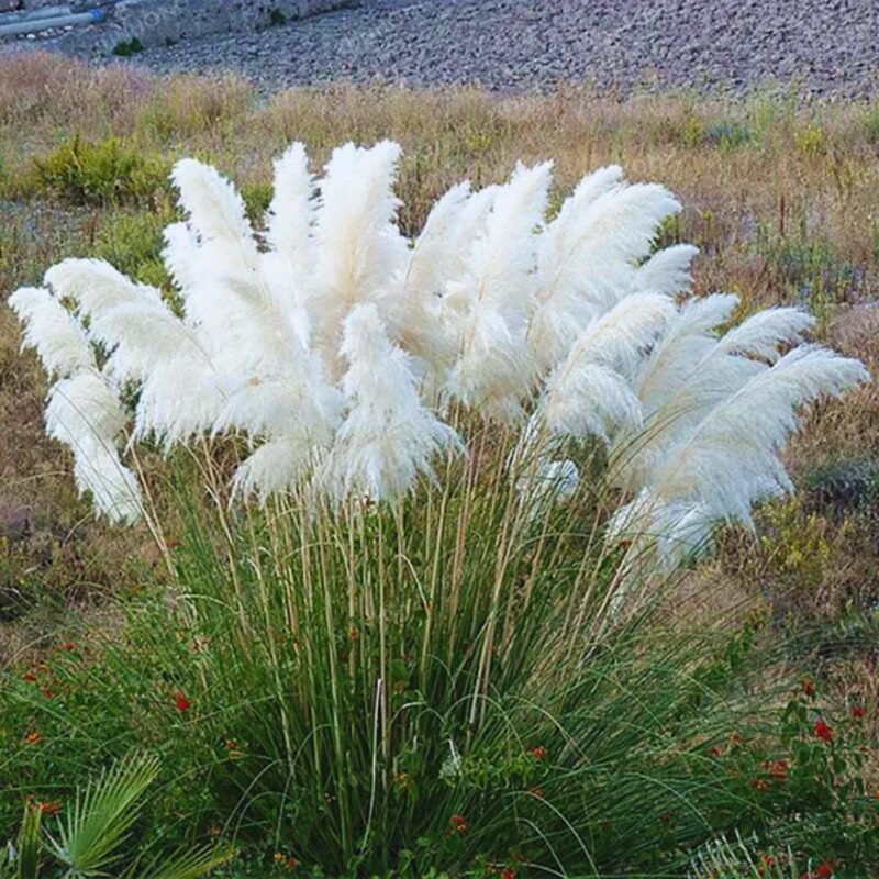 White Pampas Grass Plants Live - 3 Plugs, 4 to 6 Inc Tall - Image 3