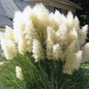 Alternative view of White Pampas Grass Plants Live - 3 Plugs, 4 to 6 Inc Tall