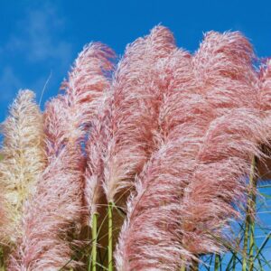 Alternative view of 4 Pink Pampas Grass Plugs - 4 to 6 Inc Tall