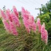 4 Pink Pampas Grass Plugs - 4 to 6 Inc Tall