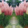 4 Pink Pampas Grass Plants Live - 4 to 6 Inc Tall