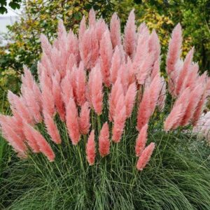 Pink Pampas Grass Plants Live - 4 Plugs, 4 to 6 Inc Tall