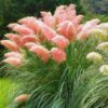 3 Pink Pampas Grass Plants - 4 to 6 Inc Tal