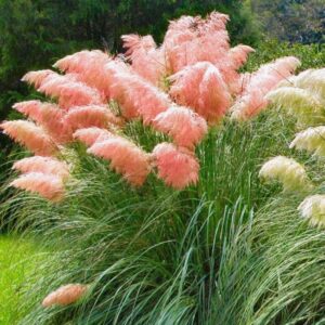 3 Pink Pampas Grass Plants - 4 to 6 Inc Tal