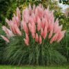 Pink Pampas Grass Plants Live - 3 Plugs, 4 to 6 Inc Tall