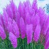4 Purple Pampas Grass Plugs - 4 to 6 Inc Tall