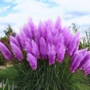 Purple Pampas Grass Plants Live - 4 Plugs, 4 to 6 Inc Tall