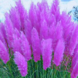 Alternative view of 3 Purple Pampas Grass Plants - 4 to 6 Inc Tal