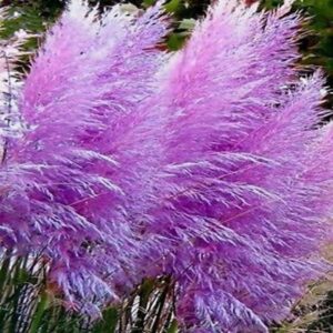 Alternative view of Purple Pampas Grass Plants Live - 3 Plugs, 4 to 6 Inc Tall
