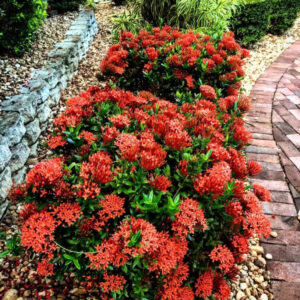 Red Ixora Plants Live - 4 to 6 Inc Tall , 3 Plants