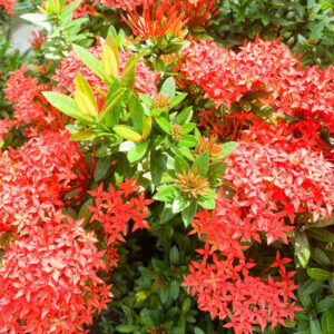 Alternative view of Red Ixora Plants Live - 5 Inc Tall, 2 Plants