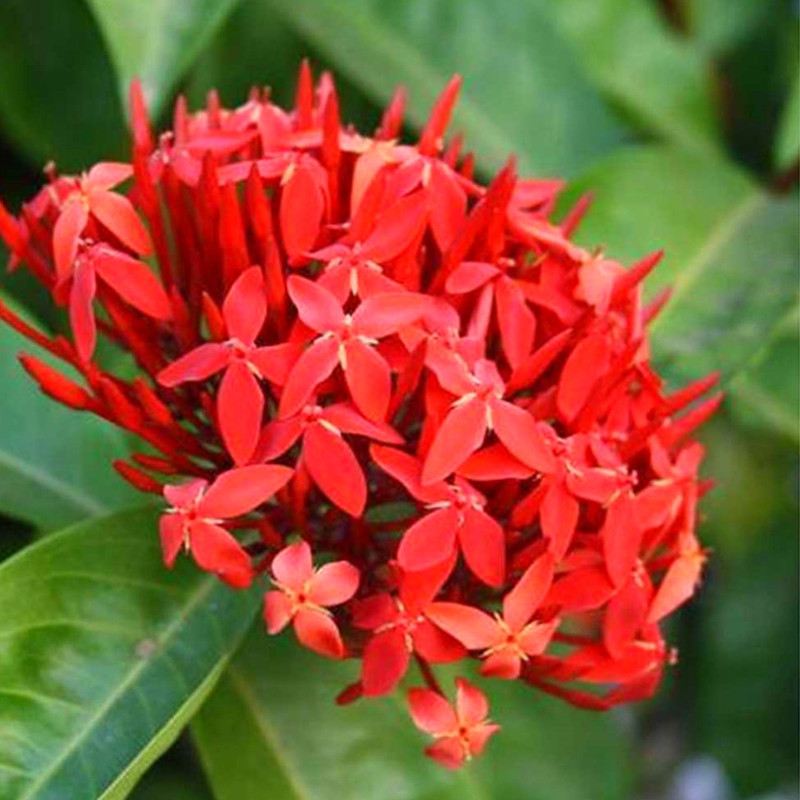 Red Ixora Plant Live - 4 to 6 Inc Tall - Image 4