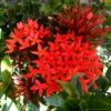 Red Ixora Plants Live - 5 Inc Tall, 2 Plants