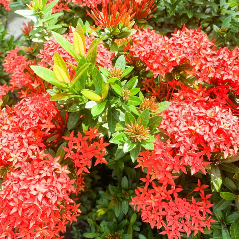 Red Ixora Plant Live - 4 to 6 Inc Tall - Image 3