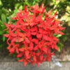 Red Ixora Plant Live - 4 to 6 Inc Tall