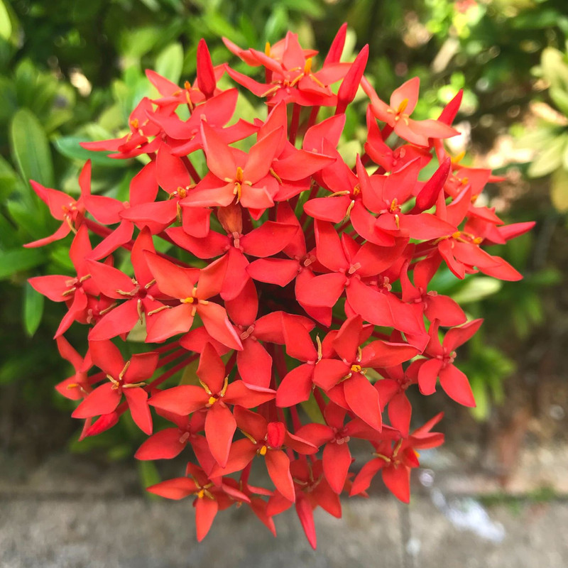 Red Ixora Plant Live - 4 to 6 Inc Tall