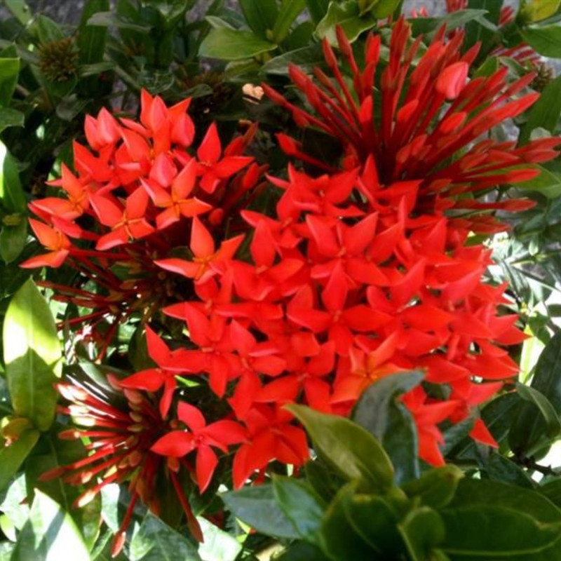 Red Ixora Plant Live - 5 Inc Tall - Image 4