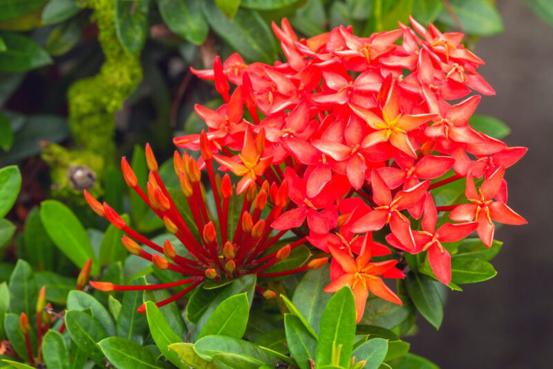 Red Ixora Plant Live - 5 Inc Tall - Image 2