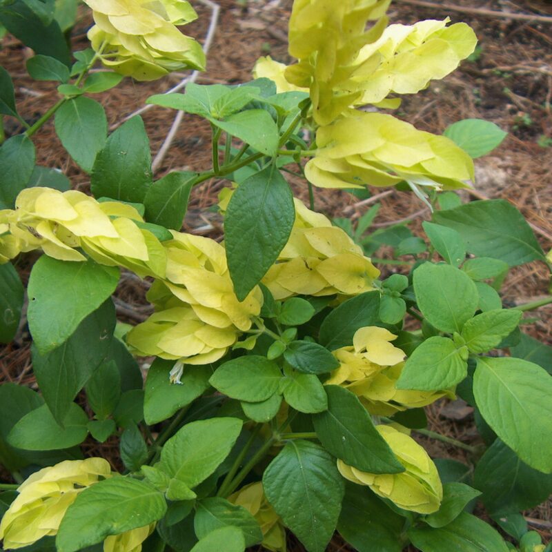 Lemon Maroon Shrimp Plant - 3 to 5 Inc Tall, 3 Plants - Image 2