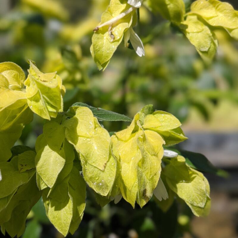 Lemon Maroon Shrimp Plant - 3 Plants, 3 to 5 Inc Tal