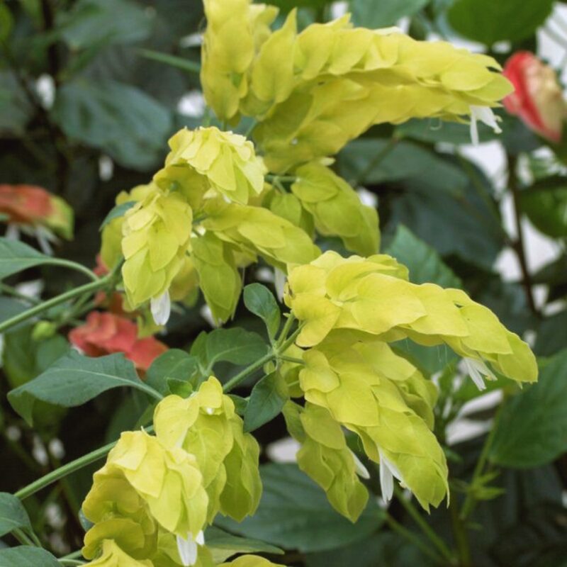 Lemon Maroon Shrimp Plant - 3 to 5 Inc Tall, 2 Plants - Image 5