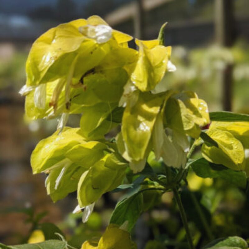 Lemon Maroon Shrimp Plant - 3 to 5 Inc Tall, 2 Plants - Image 3