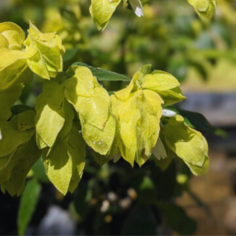 Lemon Maroon Shrimp Plant - 3 to 5 Inc Tall, 2 Plants - Image 4