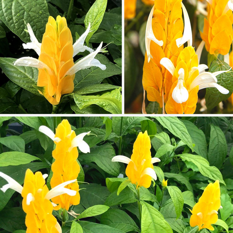 Golden Maroon Shrimp Plant - 5 Inc Tall, 4 Plants in 4 Inc Pots - Image 5