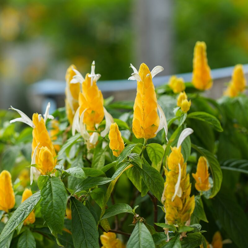 Golden Maroon Shrimp Plant - 5 Inc Tall, 4 Plants in 4 Inc Pots - Image 2