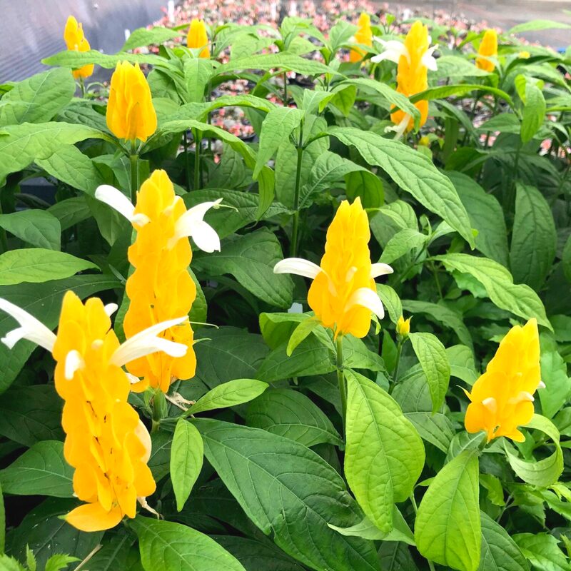 Yellow Maroon Shrimp Plant - 4 Plants, 5 Inc Tall, 4 Inc Pot - Image 5