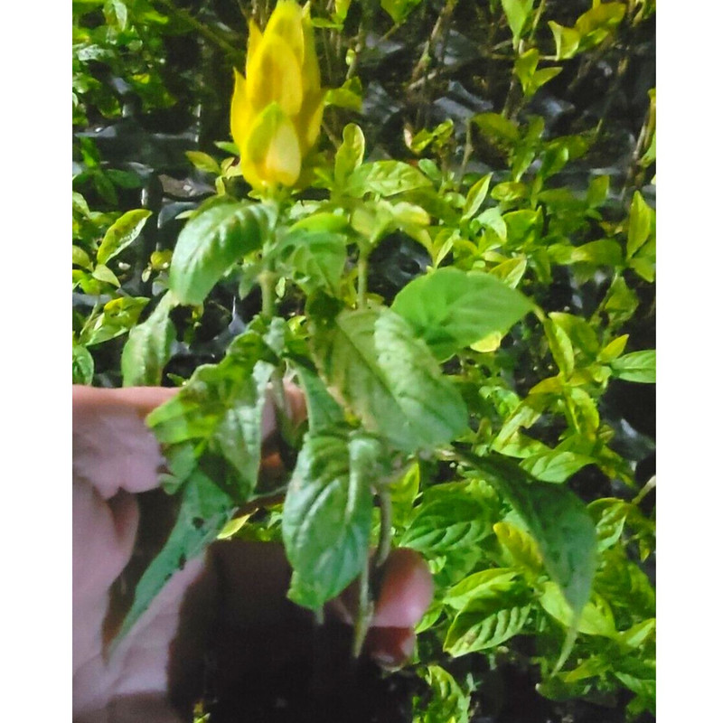 Yellow Maroon Shrimp Plant - 4 Plants, 5 Inc Tall, 4 Inc Pot - Image 2