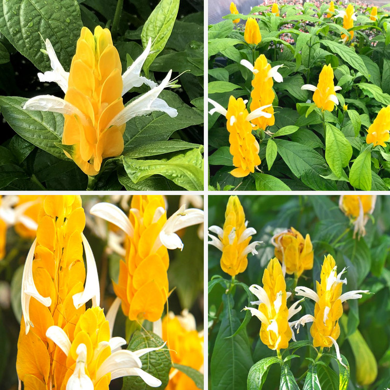 Yellow Maroon Shrimp Plant - 4 Plants, 5 Inc Tall, 4 Inc Pot