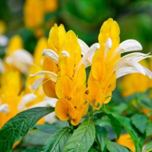 Yellow Maroon Shrimp Plant - 2 Plants, 5 Inc Tall