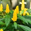Golden Maroon Shrimp Plant - 5 Inc Tall, 2 Plants