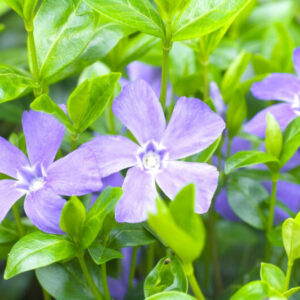 Vinca Plants Live - 200 Bare Roots - 6 to 8 Inc Tall