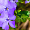 Vinca Plants Live - 250 Bare Roots - 6 to 8 Inc Tall