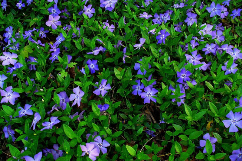Vinca Plants Live - 800 Bare Roots - 6 to 8 Inc Tall - Image 3