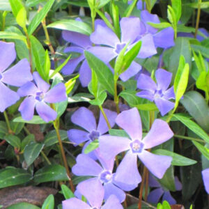 Vinca Plants Live - 800 Bare Roots - 6 to 8 Inc Tall